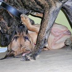 Dogo canario Capone *R.I.P 2009*