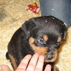 Rottweiler Buller