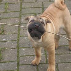 Shar pei jazzy RIP