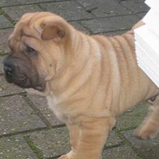 Shar pei jazzy RIP