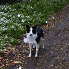 Border collie Mulan