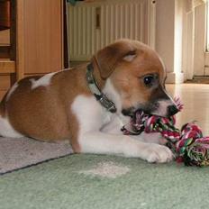 Dansk svensk gaardhund Laban