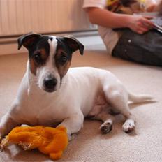 Jack russell terrier Bertil