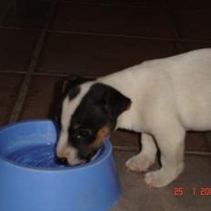 Jack russell terrier Bertil