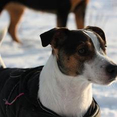 Jack russell terrier Bertil