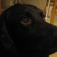 Blanding af racer *alfred*