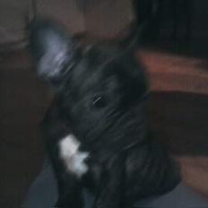 Fransk bulldog Phili *DØD* d. 20-2-2008.