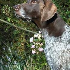 Korthåret hønsehund Don (død 2007)