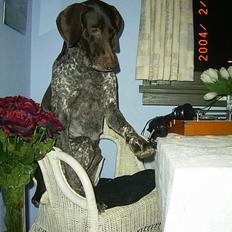Korthåret hønsehund Don (død 2007)