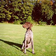 Korthåret hønsehund Don (død 2007)
