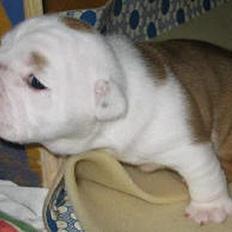 Engelsk bulldog Nice Nymph Bajoka