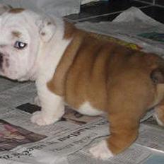Engelsk bulldog Nice Nymph Bajoka