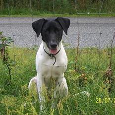 Blanding af racer Lady*Flyttet*