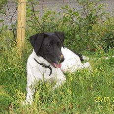 Blanding af racer Lady*Flyttet*