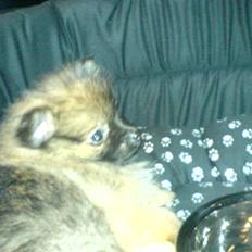 Pomeranian Tyson, Sov godt Skat <3 R.I.P