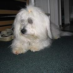 Coton de tulear Ditte