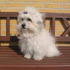 Coton de tulear Ditte