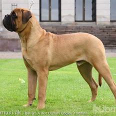 Bullmastiff Choice