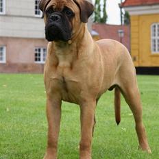 Bullmastiff Choice