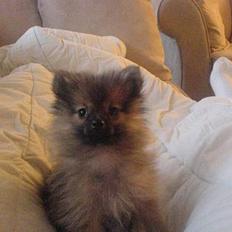 Pomeranian Tyson, Sov godt Skat <3 R.I.P