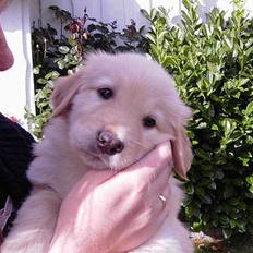 Blanding af racer Luffe