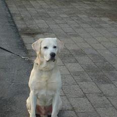 Labrador retriever Samson