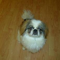 Pekingeser Simba..