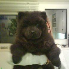 Chow chow Luna