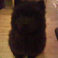 Chow chow Luna
