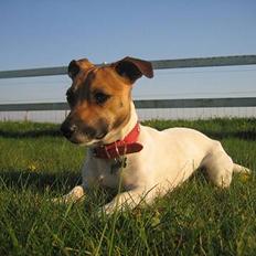 Jack russell terrier Meyer *død*