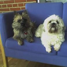 Shih tzu LUI