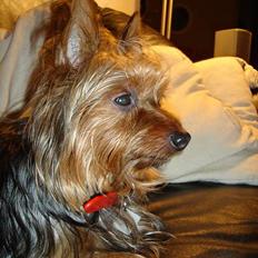 Australian silky terrier Bine ( Død 7 Nov. 2008)
