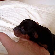 Australian silky terrier Bine ( Død 7 Nov. 2008)