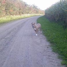 Amerikansk staffordshire terrier Ozzy