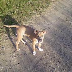 Amerikansk staffordshire terrier Ozzy