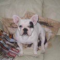 Fransk bulldog Chicco