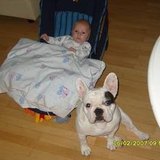 Fransk bulldog Chicco