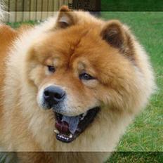 Chow chow Rico ~ Oskar of Flensborg