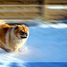 Chow chow Rico ~ Oskar of Flensborg