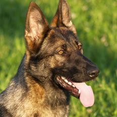 Schæferhund Amager's Fnuggi