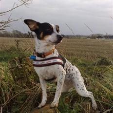 Dansk svensk gaardhund Kom-Tessa af AllerupNord