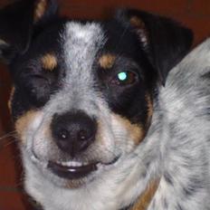 Dansk svensk gaardhund Kom-Tessa af AllerupNord