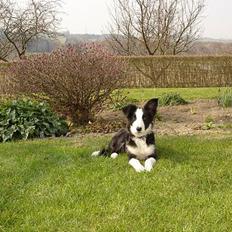 Border collie Bailey RIP