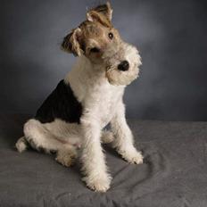 Ruhåret foxterrier Milou