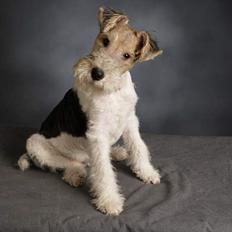 Ruhåret foxterrier Milou