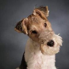 Ruhåret foxterrier Milou