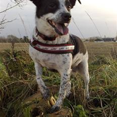 Dansk svensk gaardhund R.I.P.  Rikke