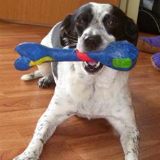 Dansk svensk gaardhund R.I.P.  Rikke