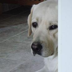 Labrador retriever Mattis