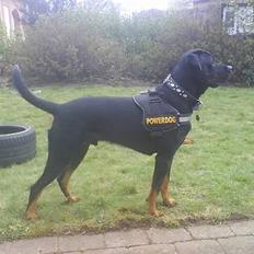 Blanding af racer Bølle - Krat Luskeren :)